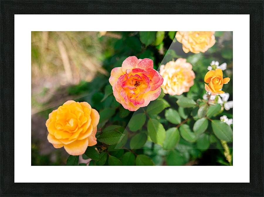 Bloom Picture Frame print