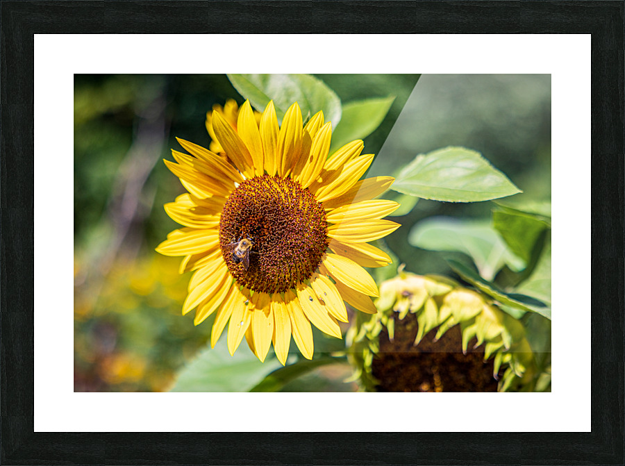 Summer Picture Frame print